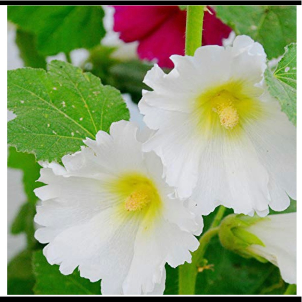 Hollyhock flower seeds